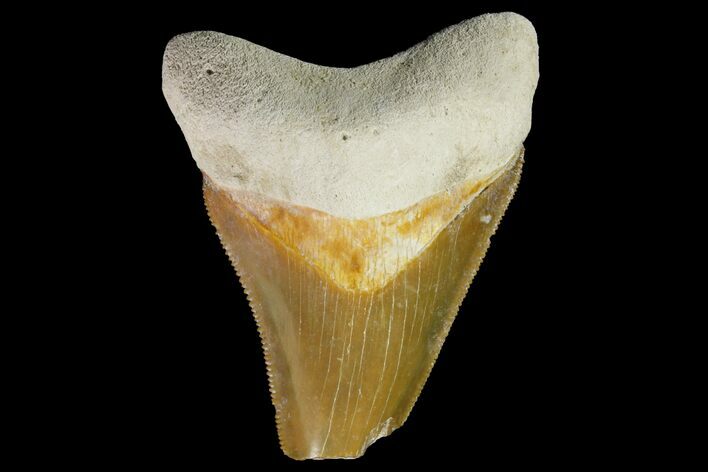 Serrated, Fossil Megalodon Tooth - Bone Valley, Florida #145097